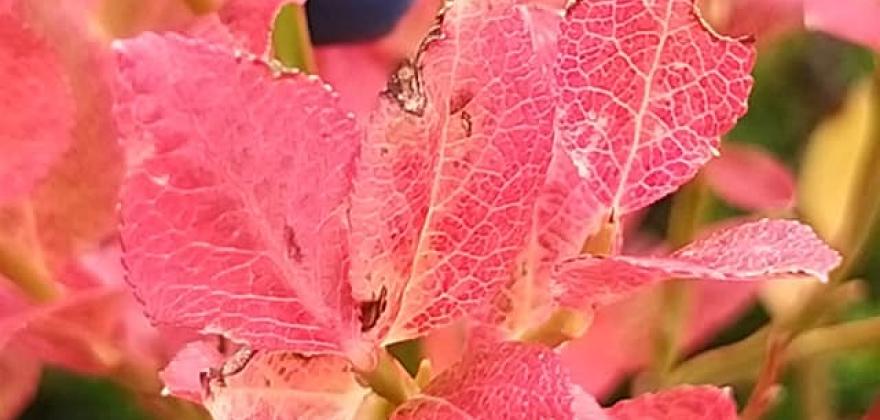 L'automne à Meribel