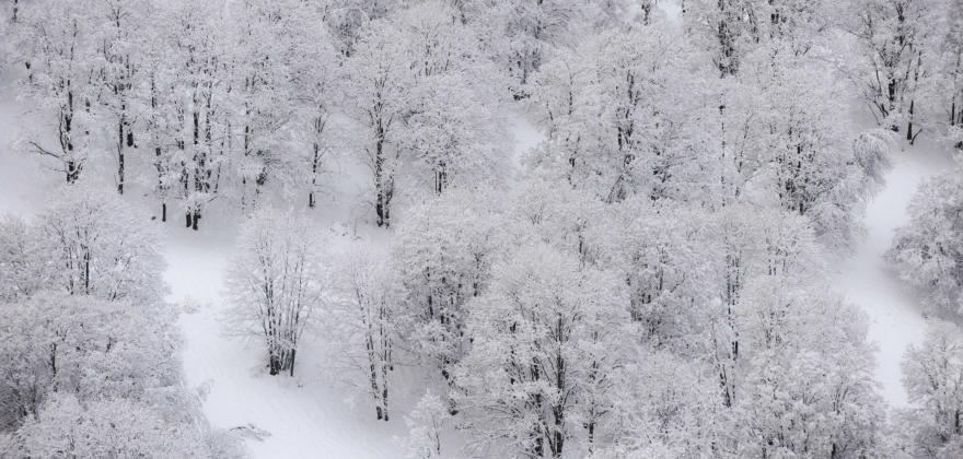 The magic of a Christmas in the snow